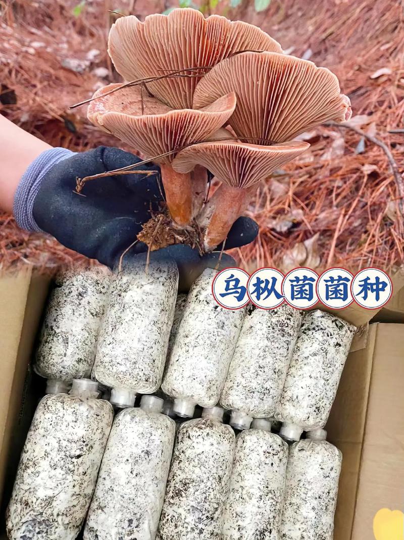 人工培育乌枞菌原种菌种B 技术与应用的探索