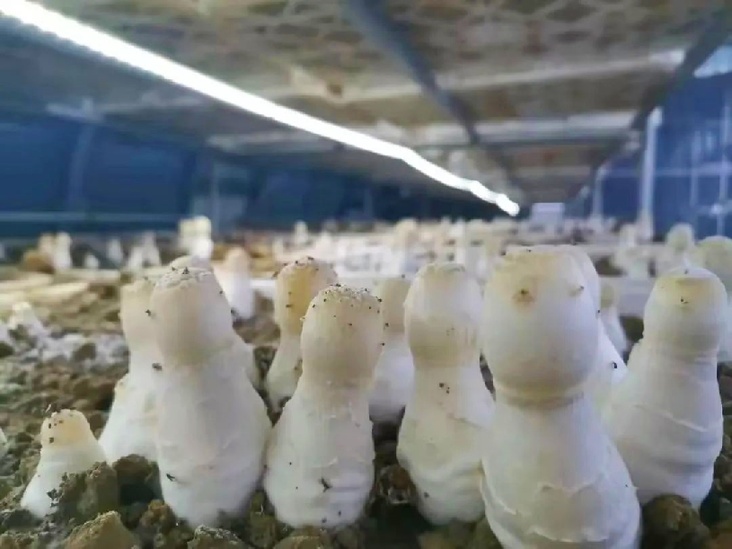 肃州 特色食用菌撑起乡村振兴“富民伞”