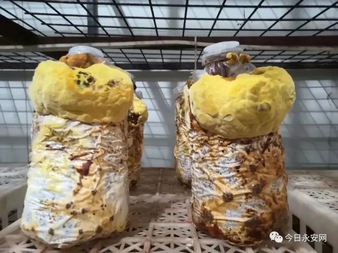 菌种培育技术的关键突破 缩短培育周期、提高菌种纯度、接种存活率与产量