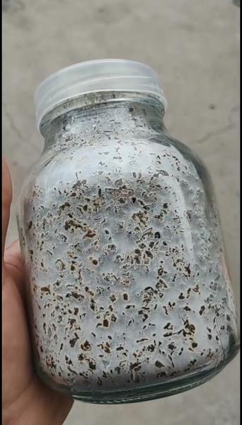 鹿茸菇菌种优质培育安徽砀山发货