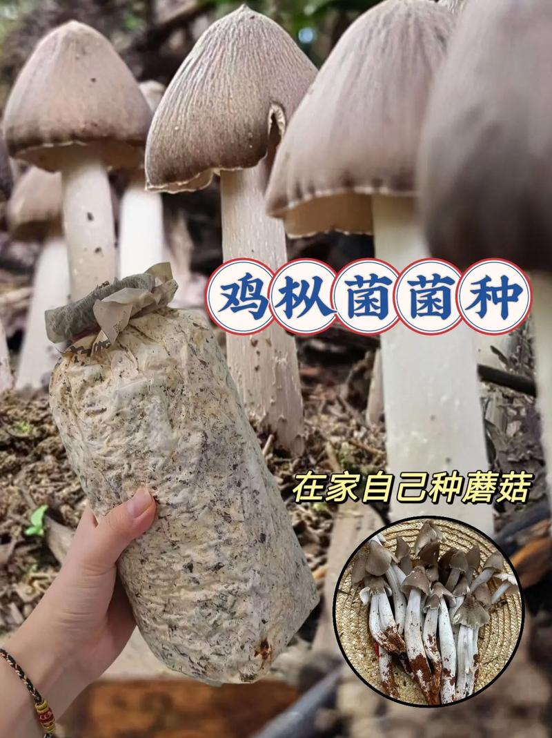 人工培植鸡枞菌菌种.树林山坡小院均可种植,是人工培植的菌种#