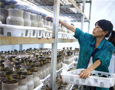 全球首个牛肝菌培育基地落户景洪 菌种培育技术大突破