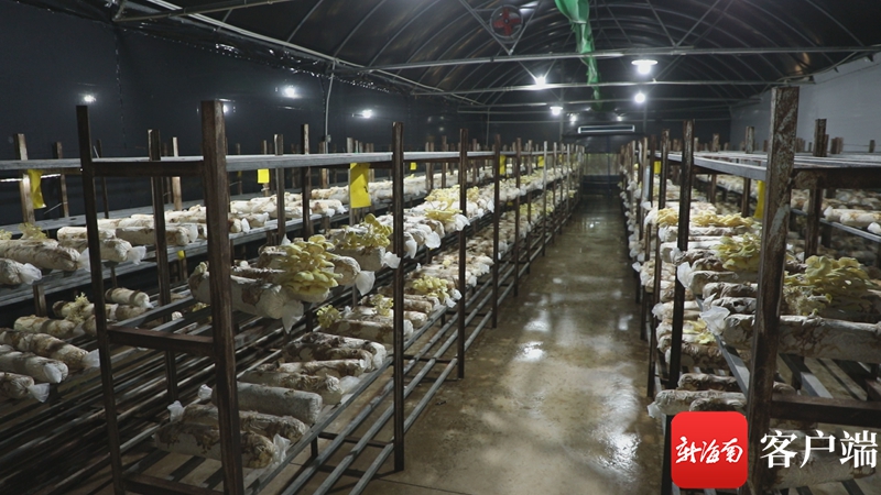 海南:一吨农林废弃物换千元产值,秸秆“点草成金” 菌种培育